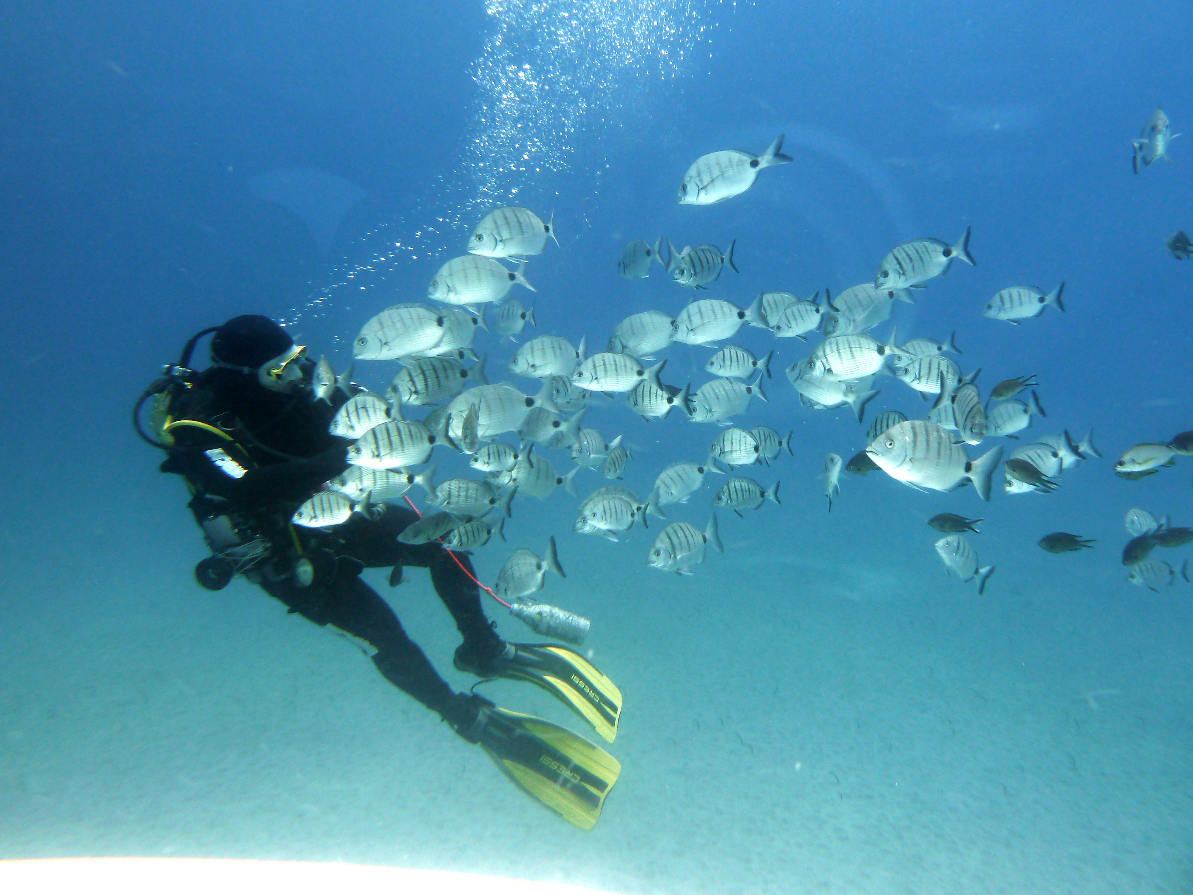 Scuba diving in Corralejo's crystal clear blue waters - underwater exploration in Fuerteventura